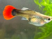 best food for guppy fish