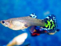 best plants for guppies