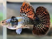 best temperature for guppies