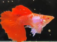 guppy male female difference