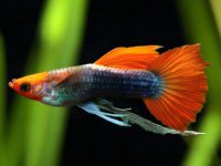 pregnant guppy signs of delivery