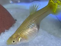 tank mates for guppies