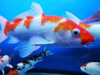 can koi fish live in aquarium?