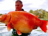 how big does a koi fish get?