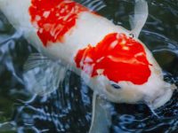 how fast does koi fish grow?