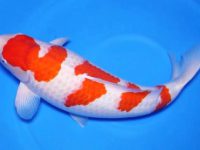 how long does koi fish live?
