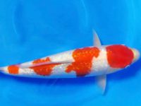 how often to feed koi fish?