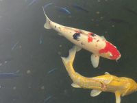 how old can koi fish live?