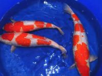 what can koi fish eat?