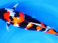 what color are koi fish?