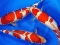 what does a koi fish look like?