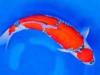 what human food can koi fish eat?