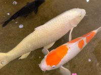 will koi fish eat other fish?