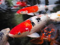 dropsy koi fish