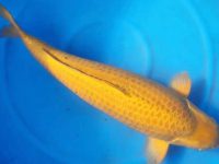 koi fish aquarium size