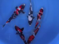 koi fish how to take care?