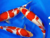 koi fish types varieties
