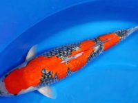 life expectancy of a koi fish