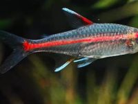 do neon tetras need a heater?