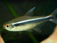 how do you breed neon tetras?