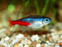 best food for neon tetras