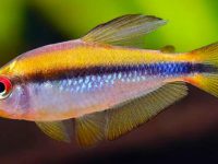 green neon tetra size