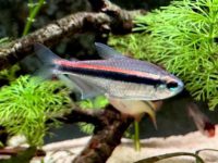 water temp for neon tetras