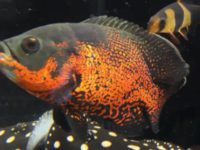 are oscar fish aggressive?