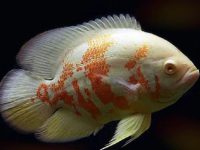 how long does oscar fish live?