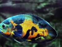 what fish can live with oscar fish?