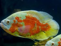 what oscar fish eat?