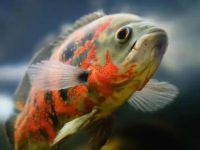 best food for oscar fish