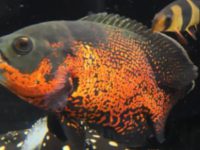 different types of oscar fish