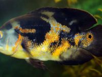 oscar fish hole in head