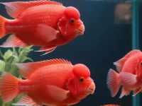 what is a parrot fish?