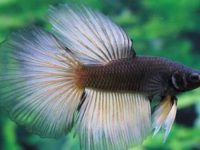 are betta fish aggressive?