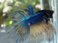 are betta fish dangerous?