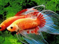 can betta fish live with bamboo plants?