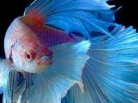 can betta fish live without oxygen?