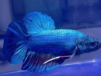can betta fish regrow fins?