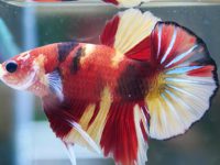 do betta fish need air?