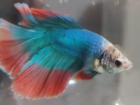 do betta fish need air pump?