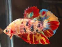 do betta fish need light at night?