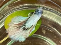 how do betta fish sleep?
