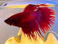 how long betta fish live without food?