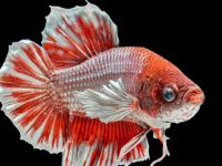 how to breed betta fish at home?