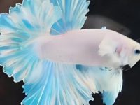 how to identify male betta fish?