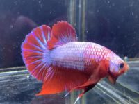 is a betta a tropical fish?