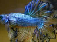 what can betta fish eat of human food?