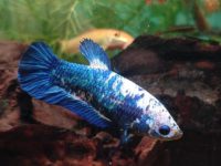 what do betta fish need?